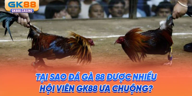 tai-sao-da-ga-88-duoc-nhieu-hoi-vien-gk88-ua-chuong